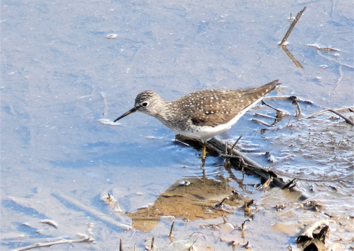 Solitary Sandpiper - Larry Theller