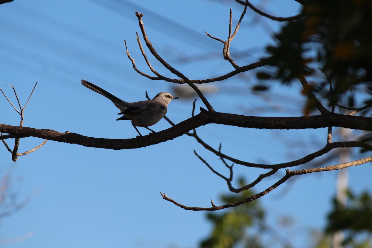 Tropical Mockingbird - ML95589141
