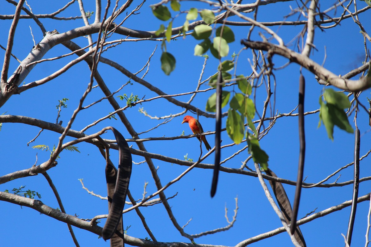 Summer Tanager - ML95589391
