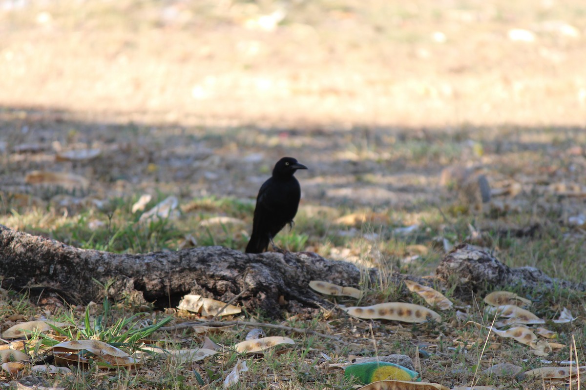 Great-tailed Grackle - ML95589551