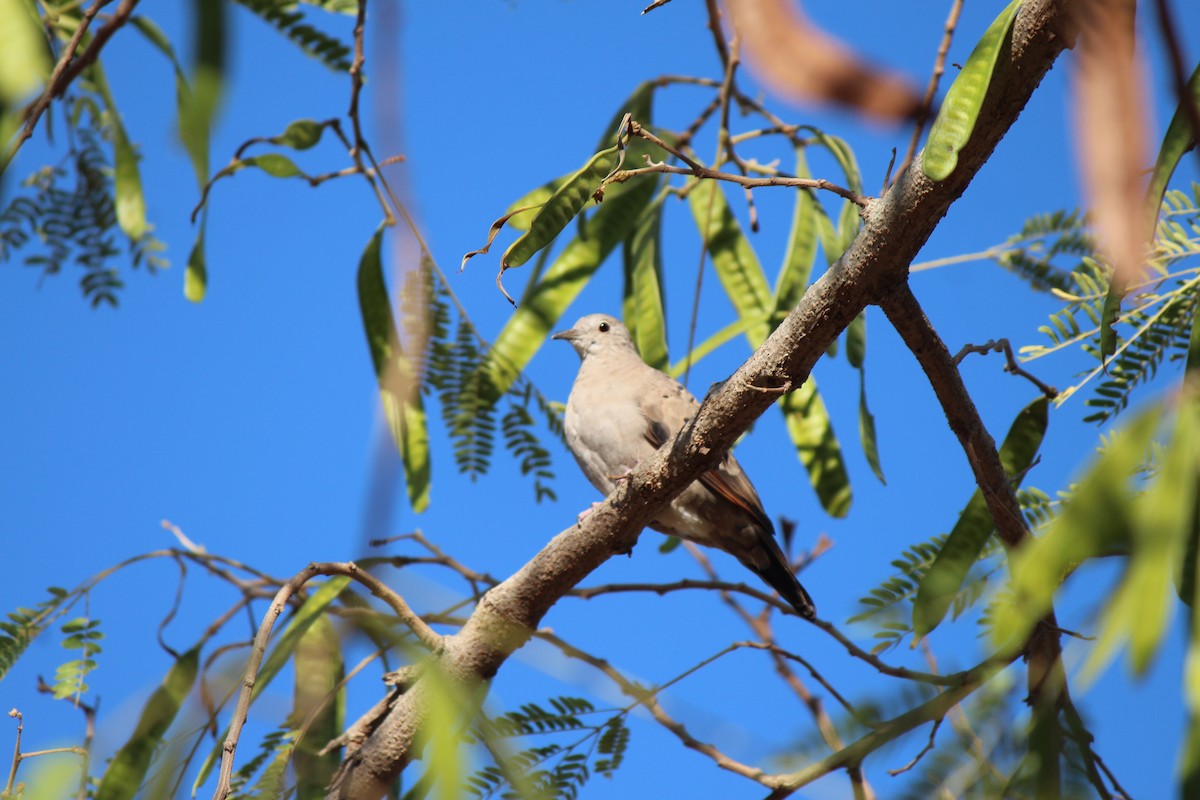 Ruddy Ground Dove - ML95589701