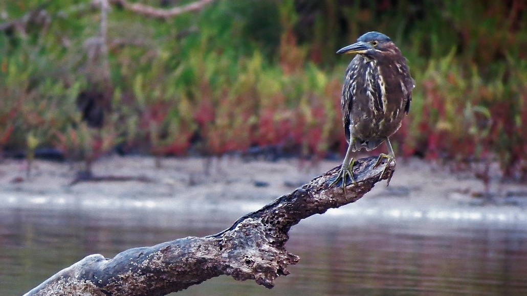 Striated Heron - ML95593001