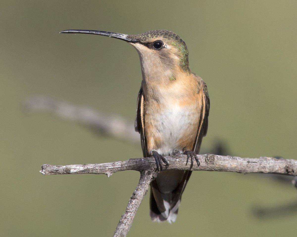 Lucifer Hummingbird - Arnaud Lacroix