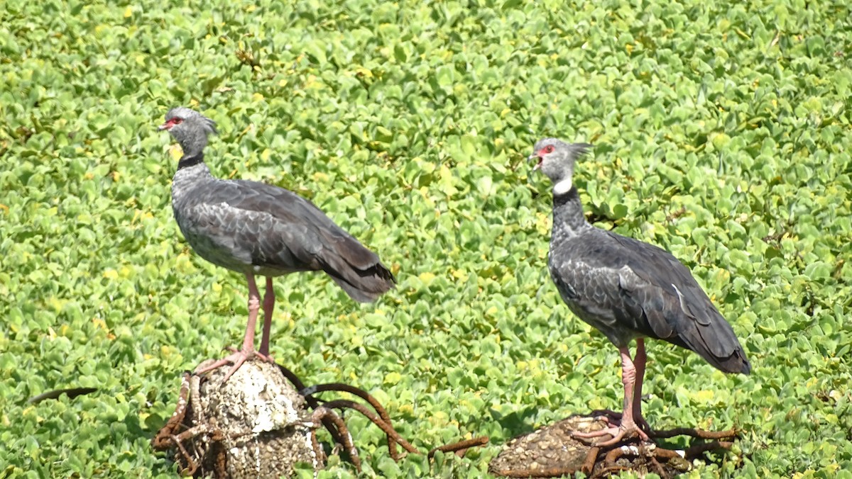 Southern Screamer - ML95593481