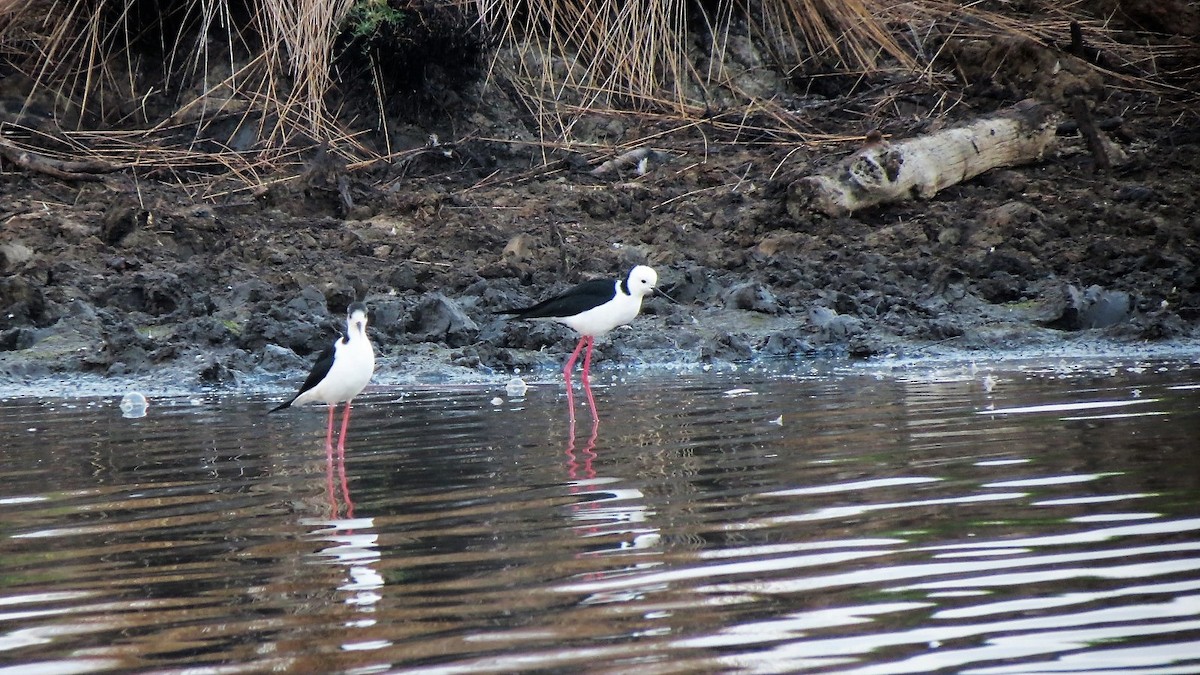 Pied Stilt - ML95593491