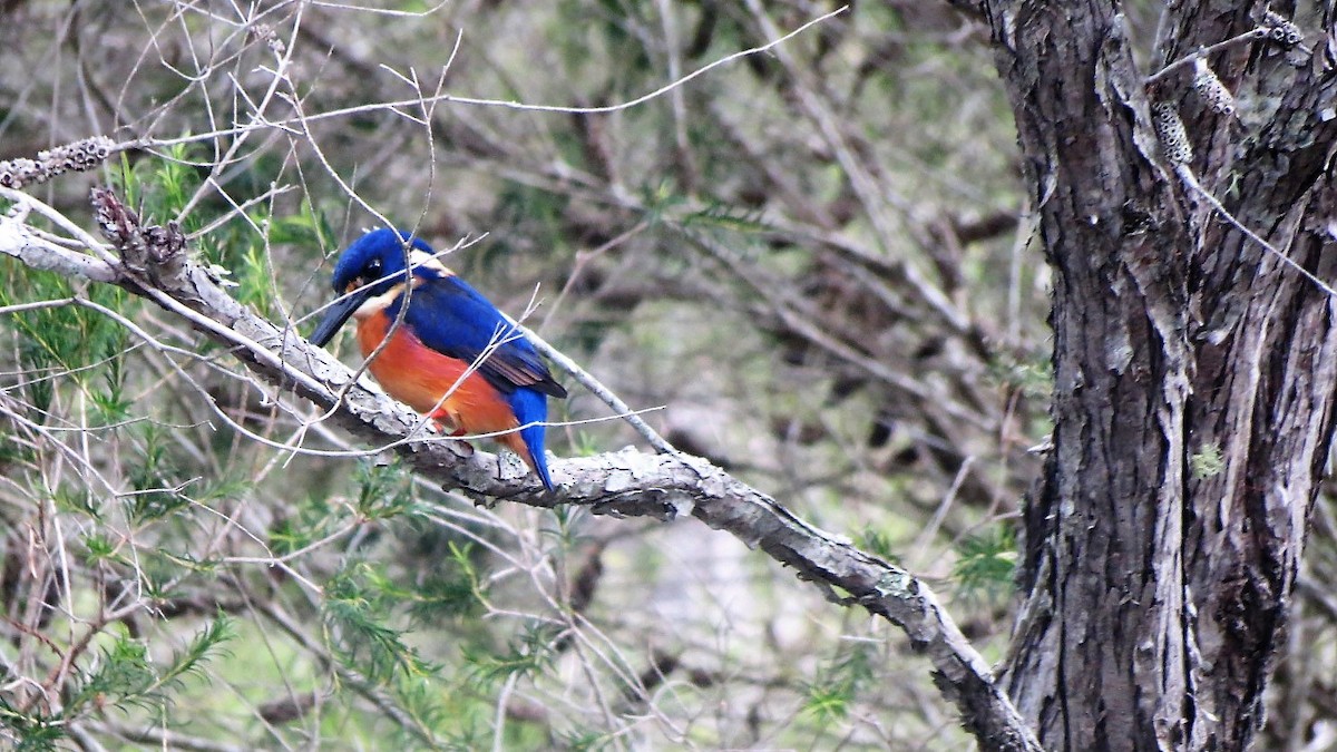 Azure Kingfisher - Ash Allnutt