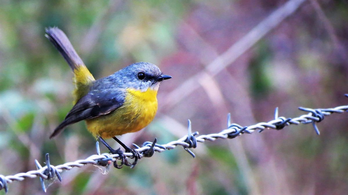 Eastern Yellow Robin - ML95594131