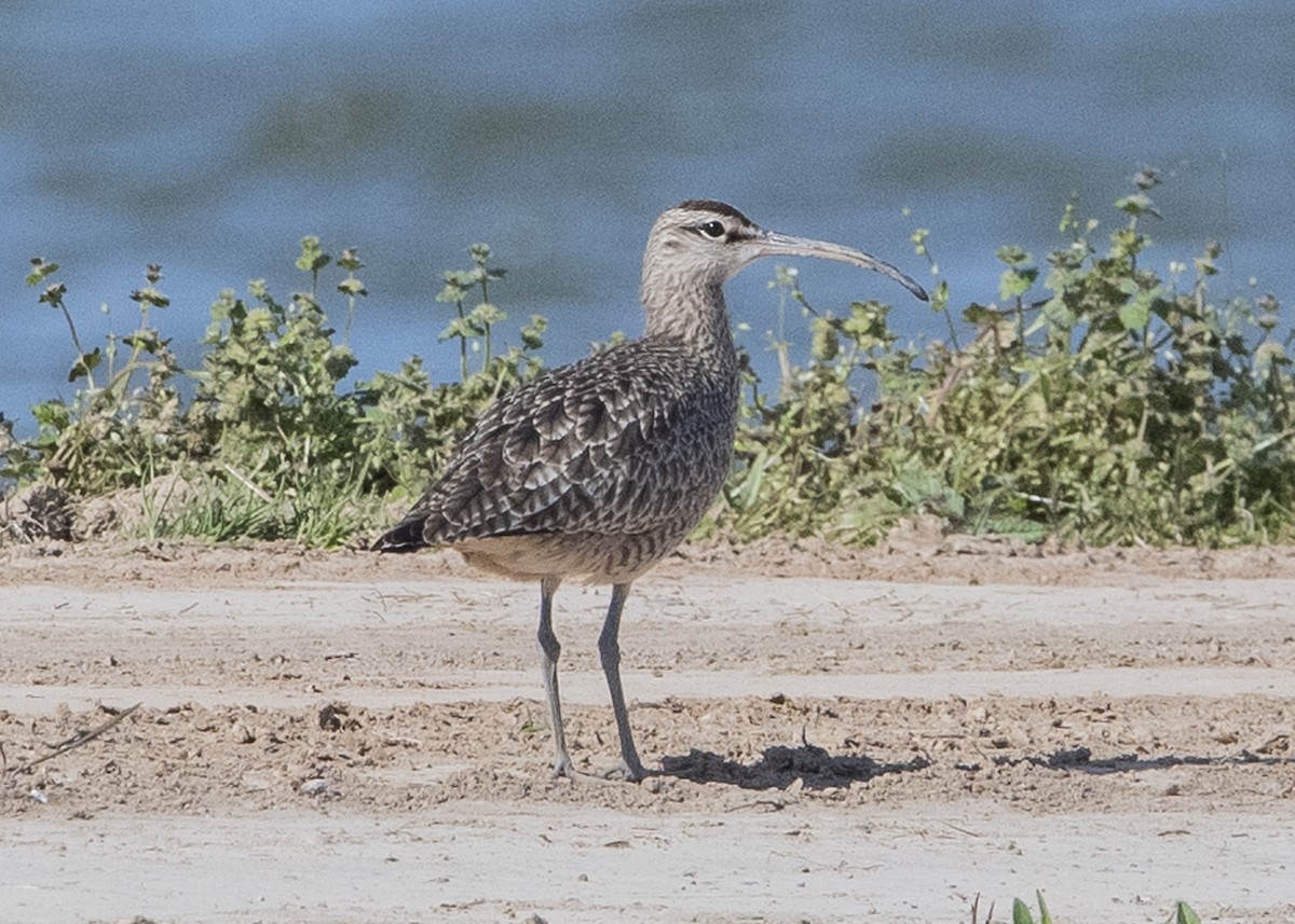 Whimbrel - Michael Linz