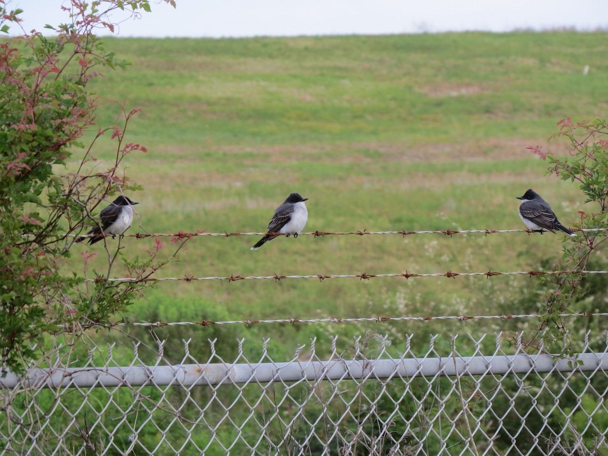 Eastern Kingbird - ML95596291