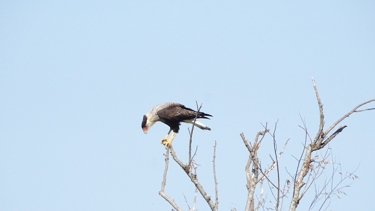Crested Caracara (Southern) - ML95598171