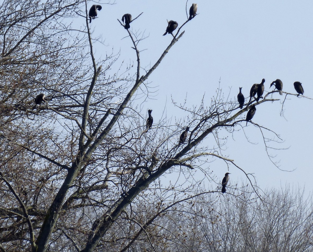 Cormorán Biguá - ML95599701