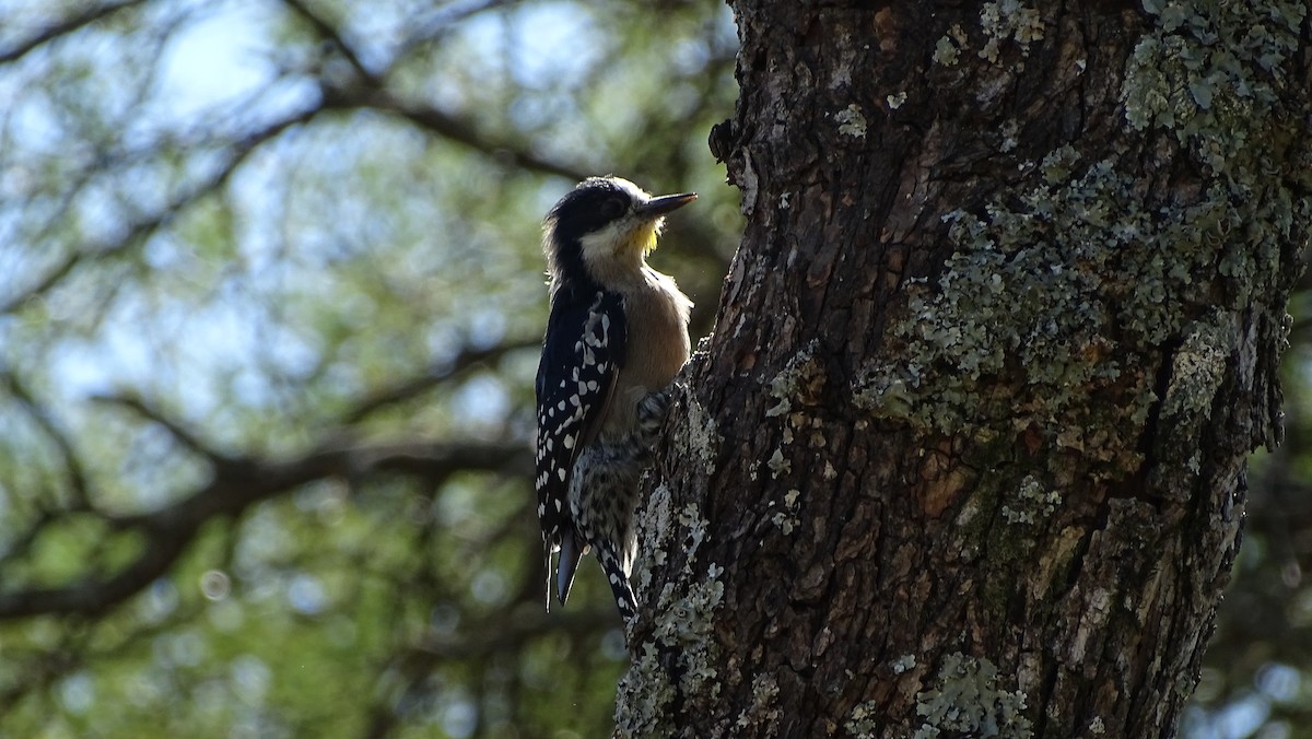 White-fronted Woodpecker - ML95601671