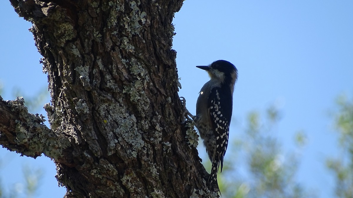 White-fronted Woodpecker - ML95601751