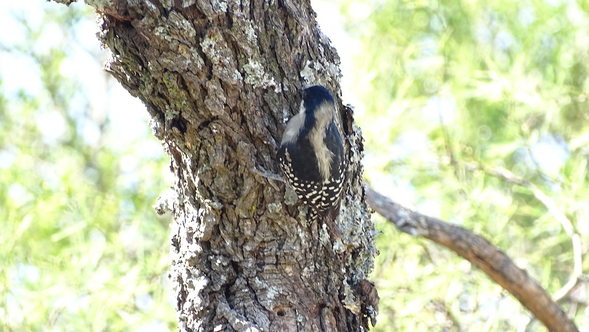 White-fronted Woodpecker - ML95601891