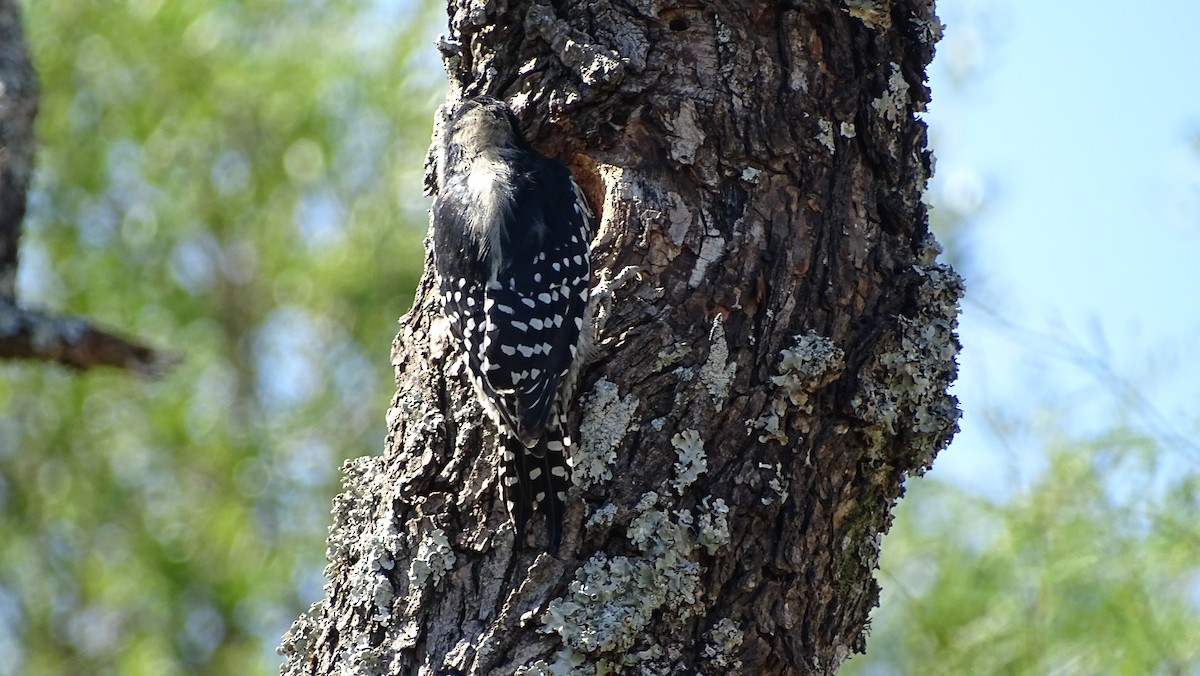 White-fronted Woodpecker - ML95601901