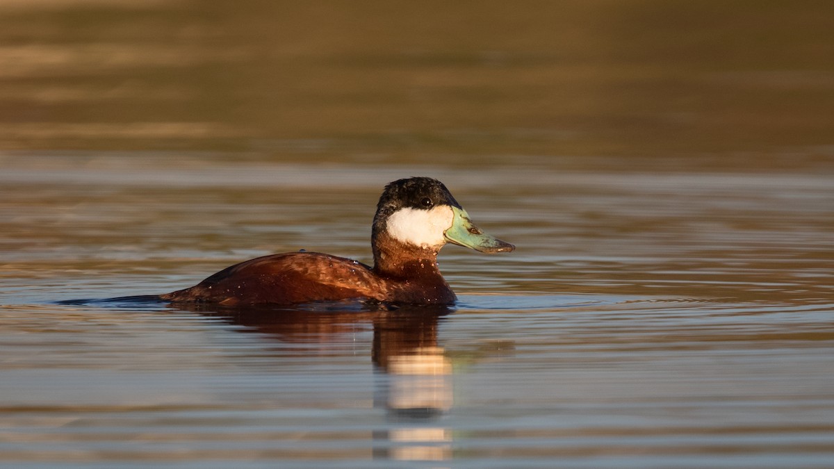 Ruddy Duck - Ryan Sanderson