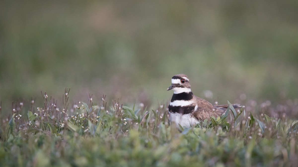 Killdeer - ML95602751