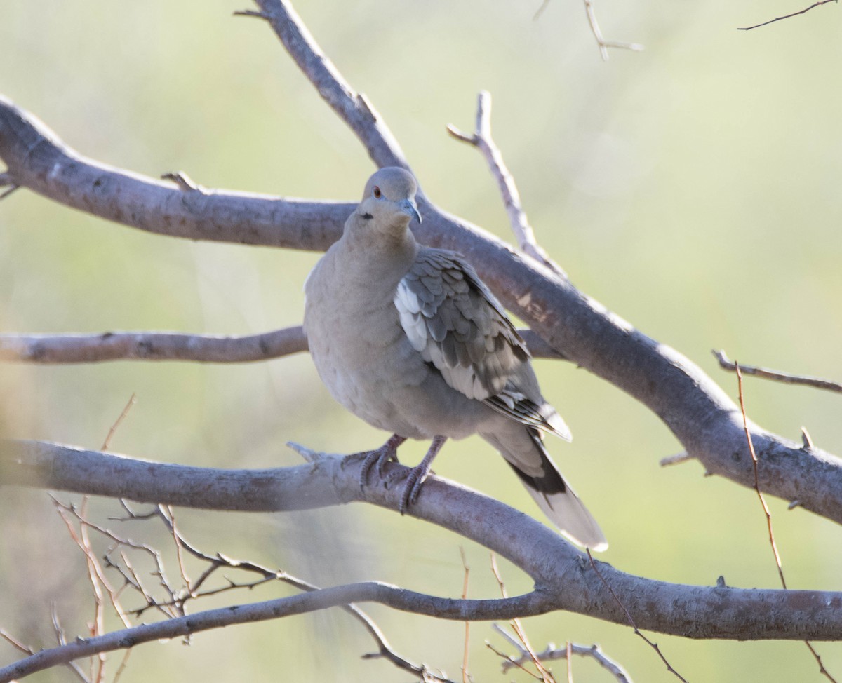 White-winged Dove - ML95603461