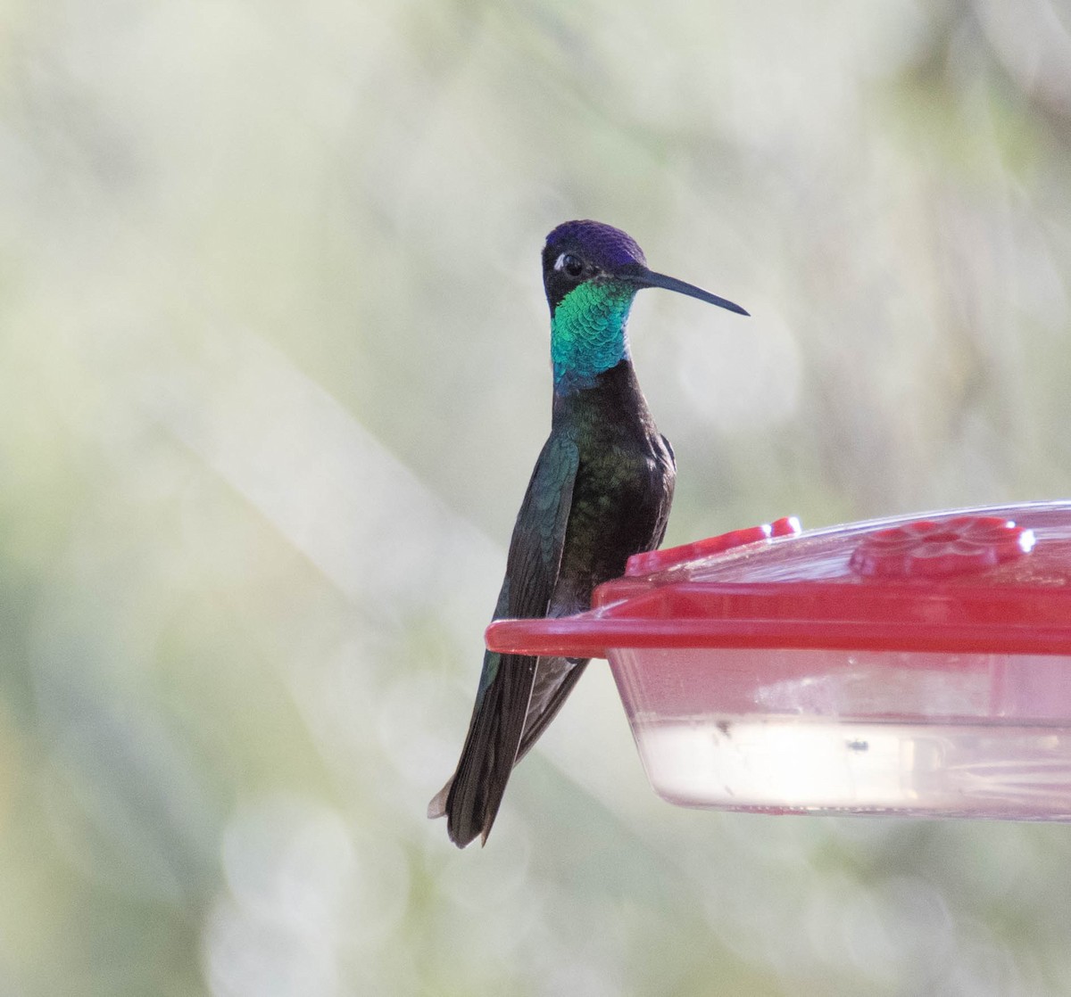 Rivoli's Hummingbird - ML95603641