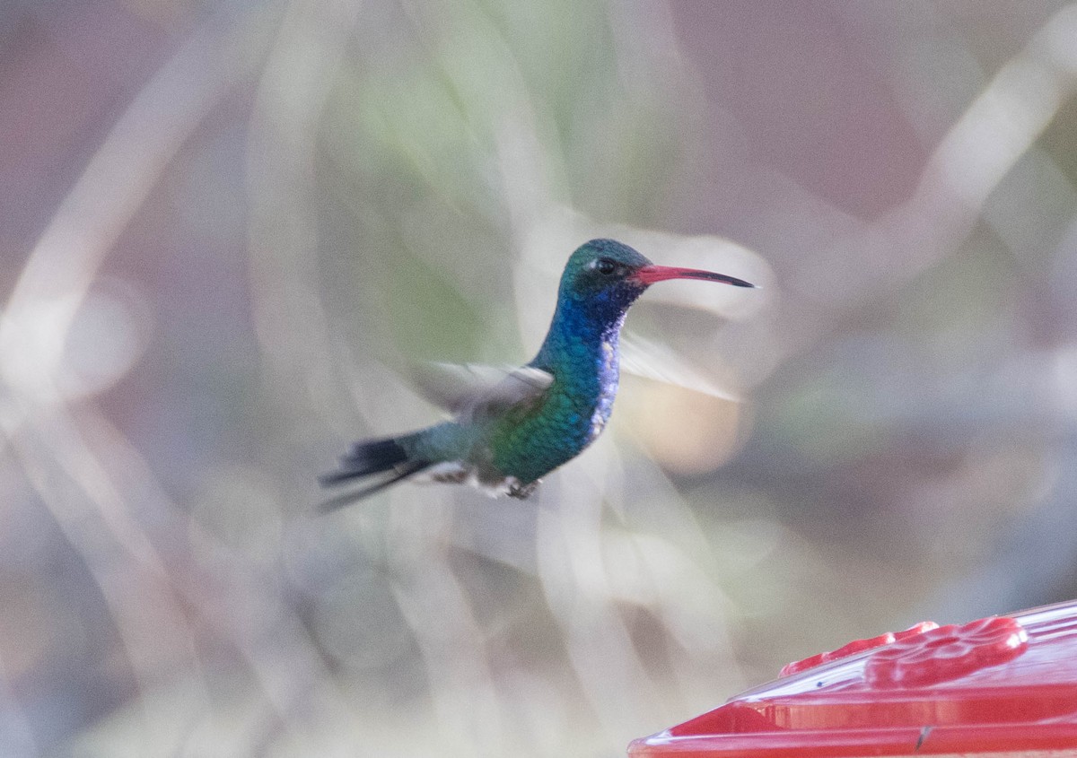 Broad-billed Hummingbird - ML95603681