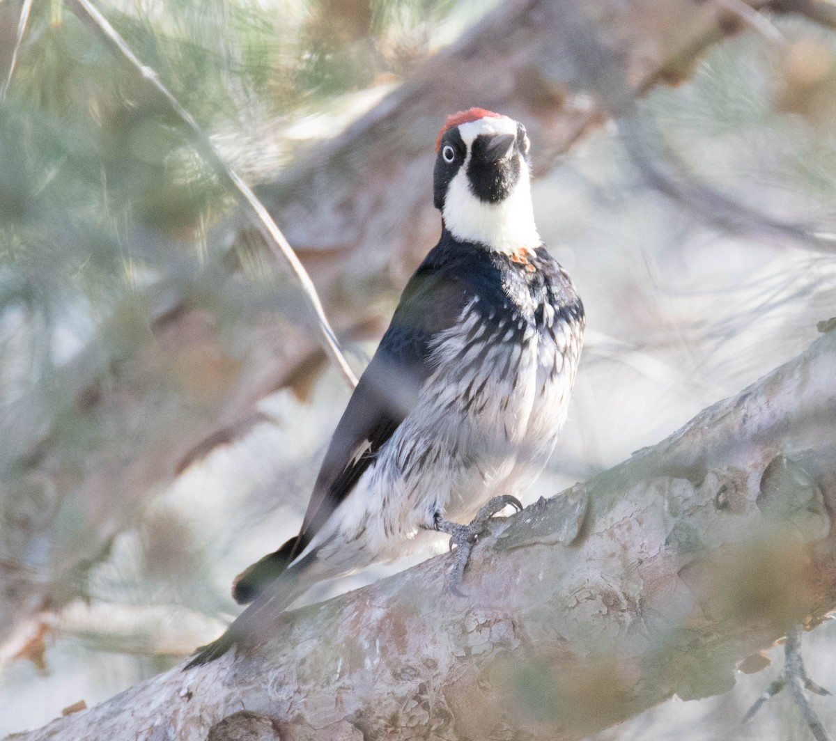 Acorn Woodpecker - ML95603991