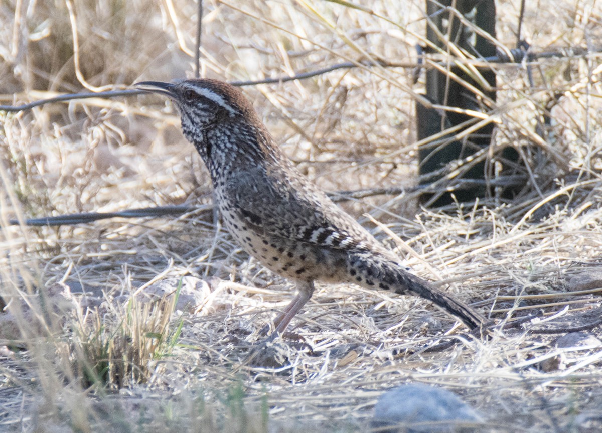 Cactus Wren - ML95604201