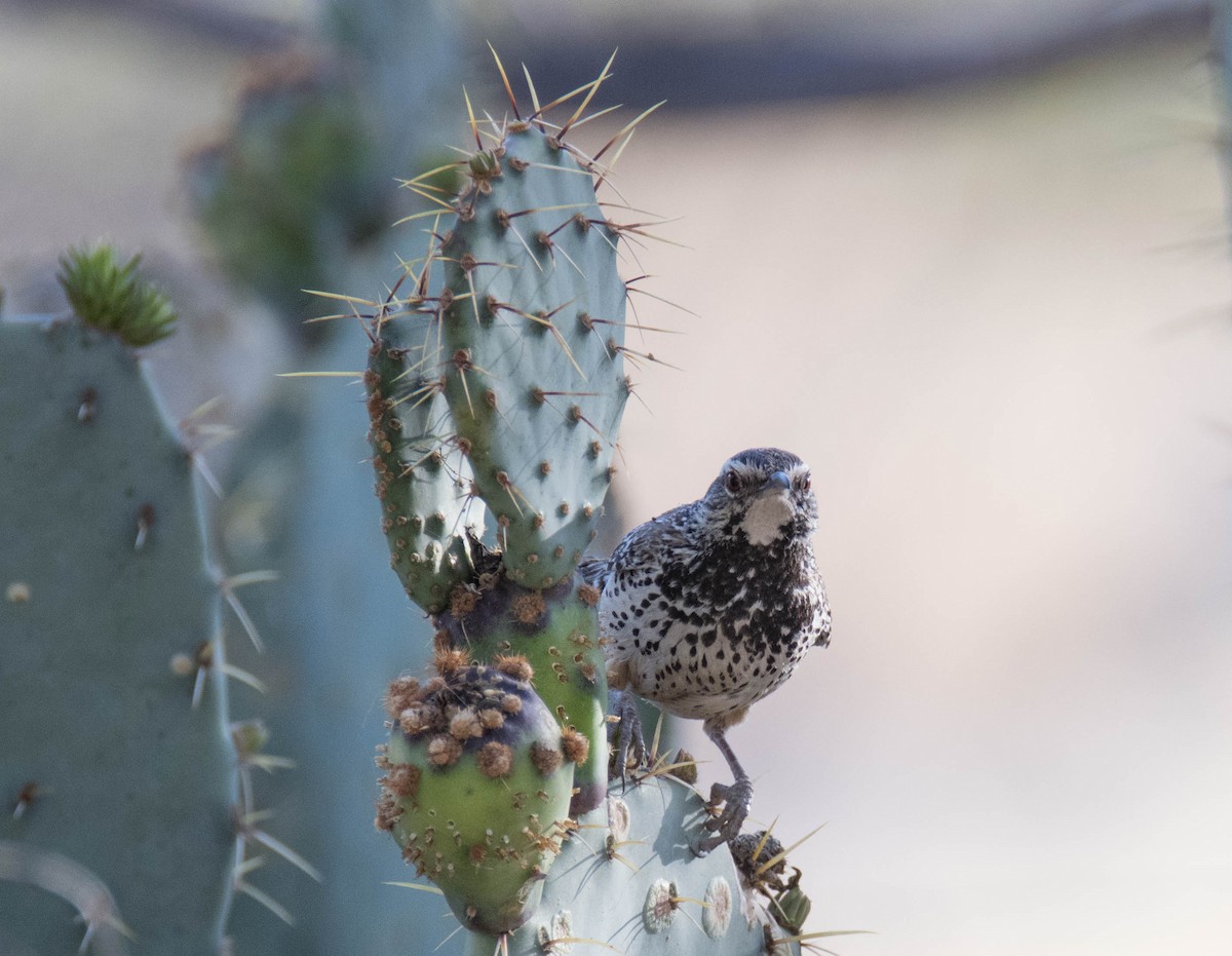 Cactus Wren - ML95604221