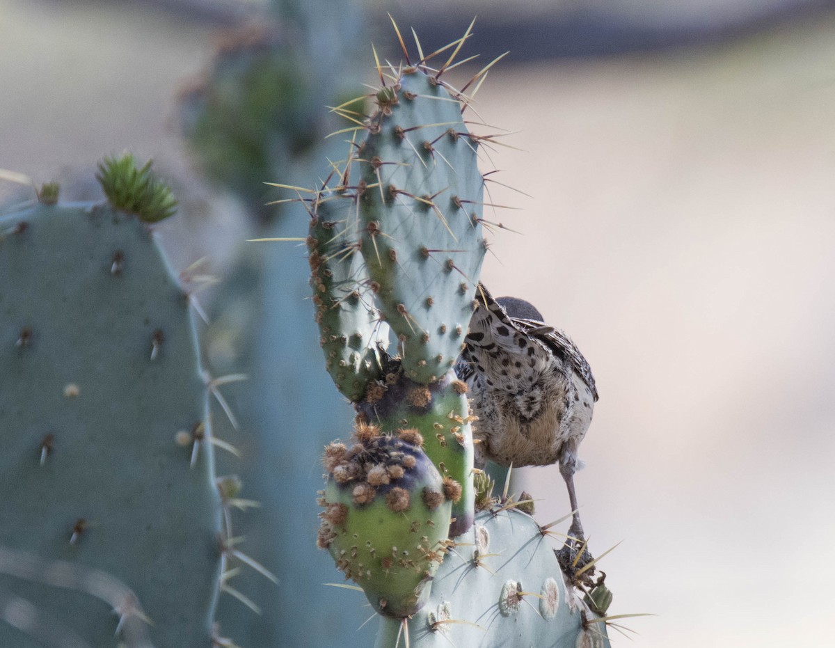 Cactus Wren - Jordan Broadhead