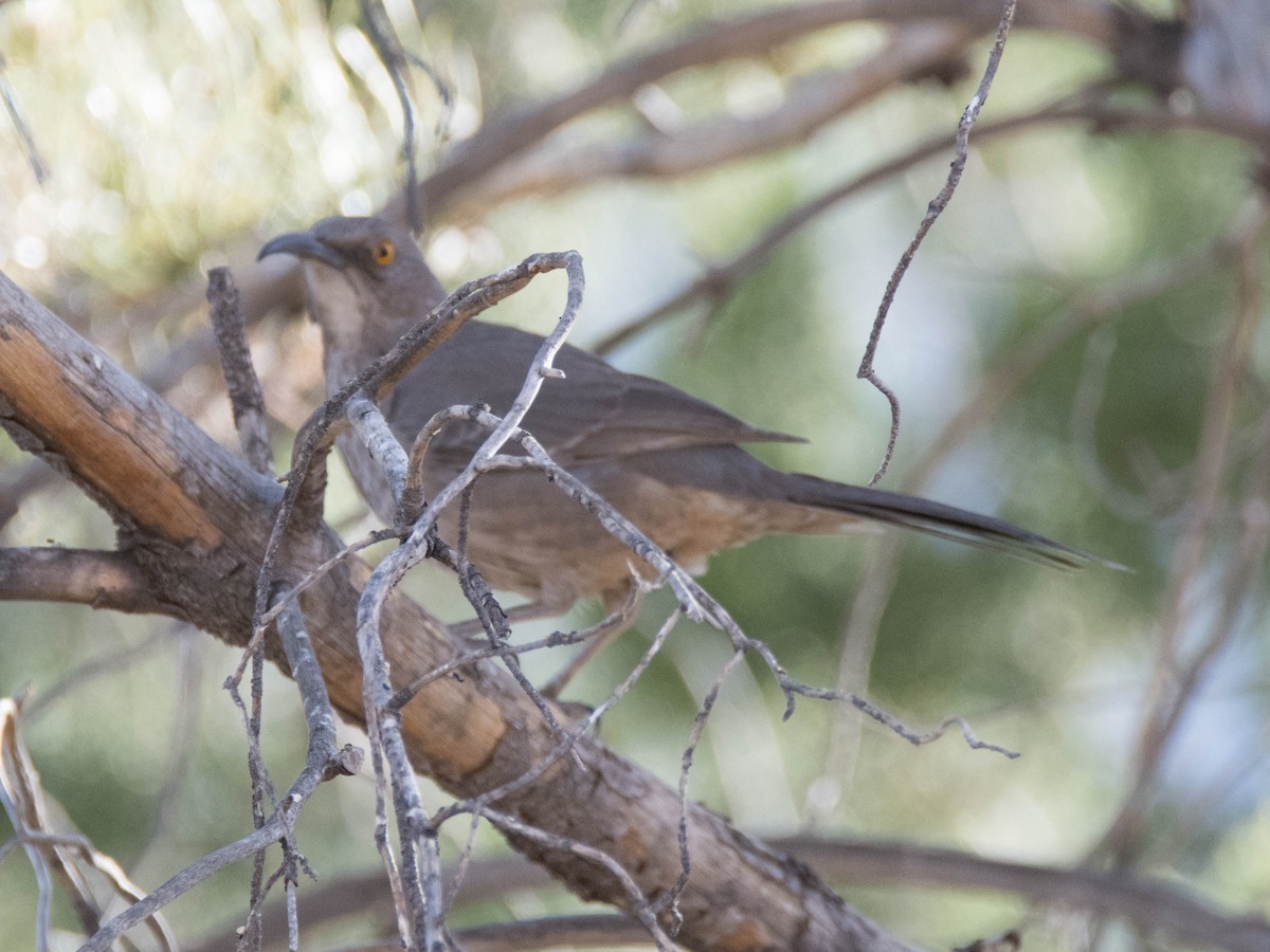 Curve-billed Thrasher - ML95604291