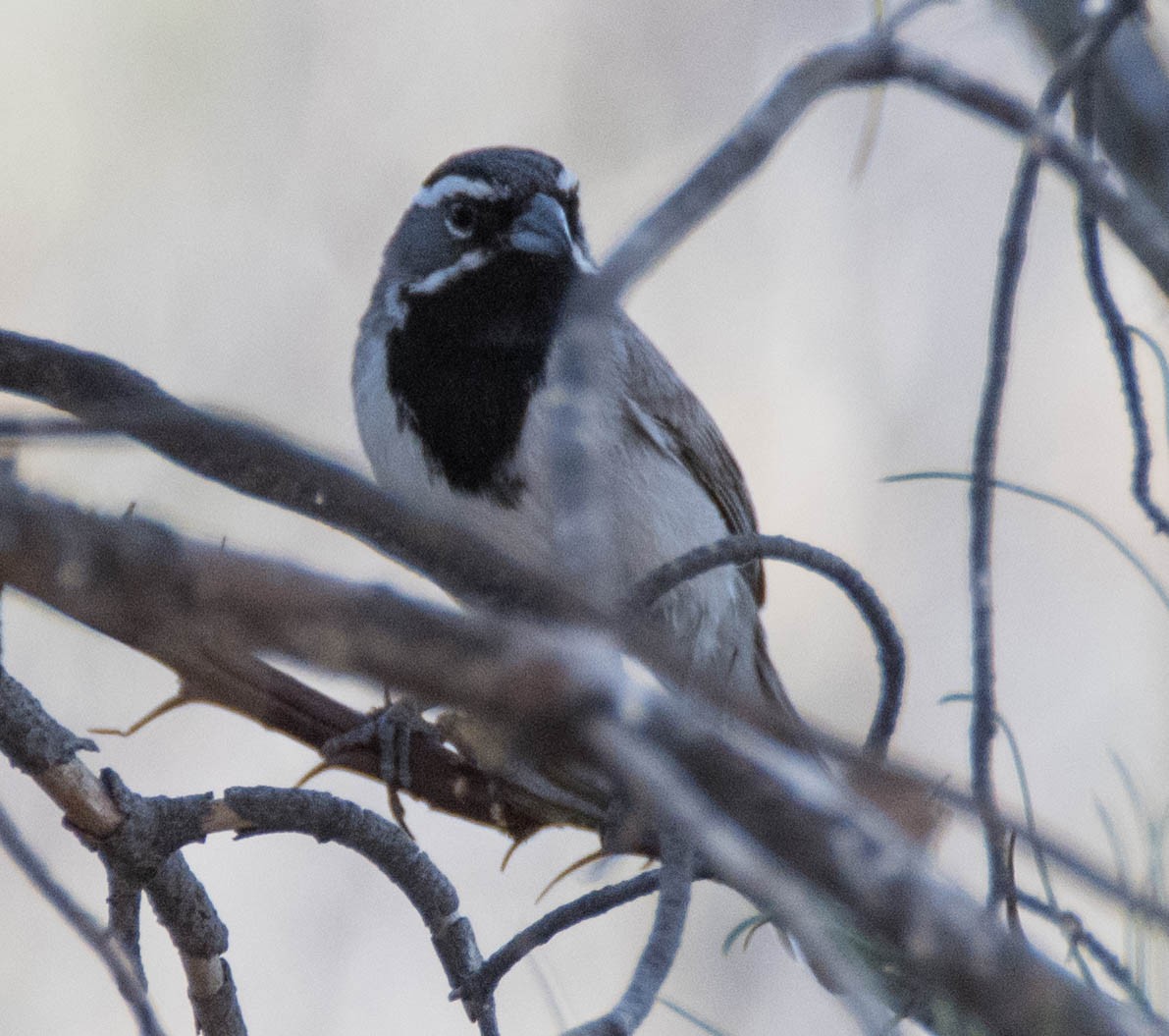 Bruant à gorge noire - ML95604371