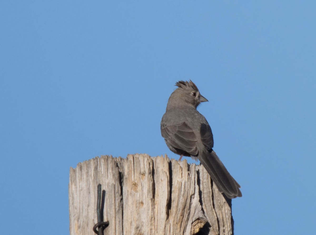 Canyon Towhee - Jordan Broadhead