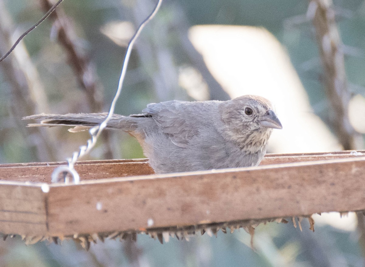 Canyon Towhee - ML95604571