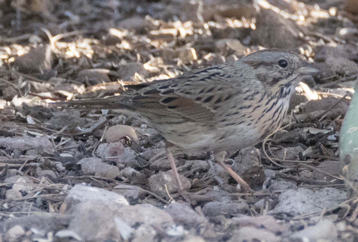 Lincoln's Sparrow - ML95604591