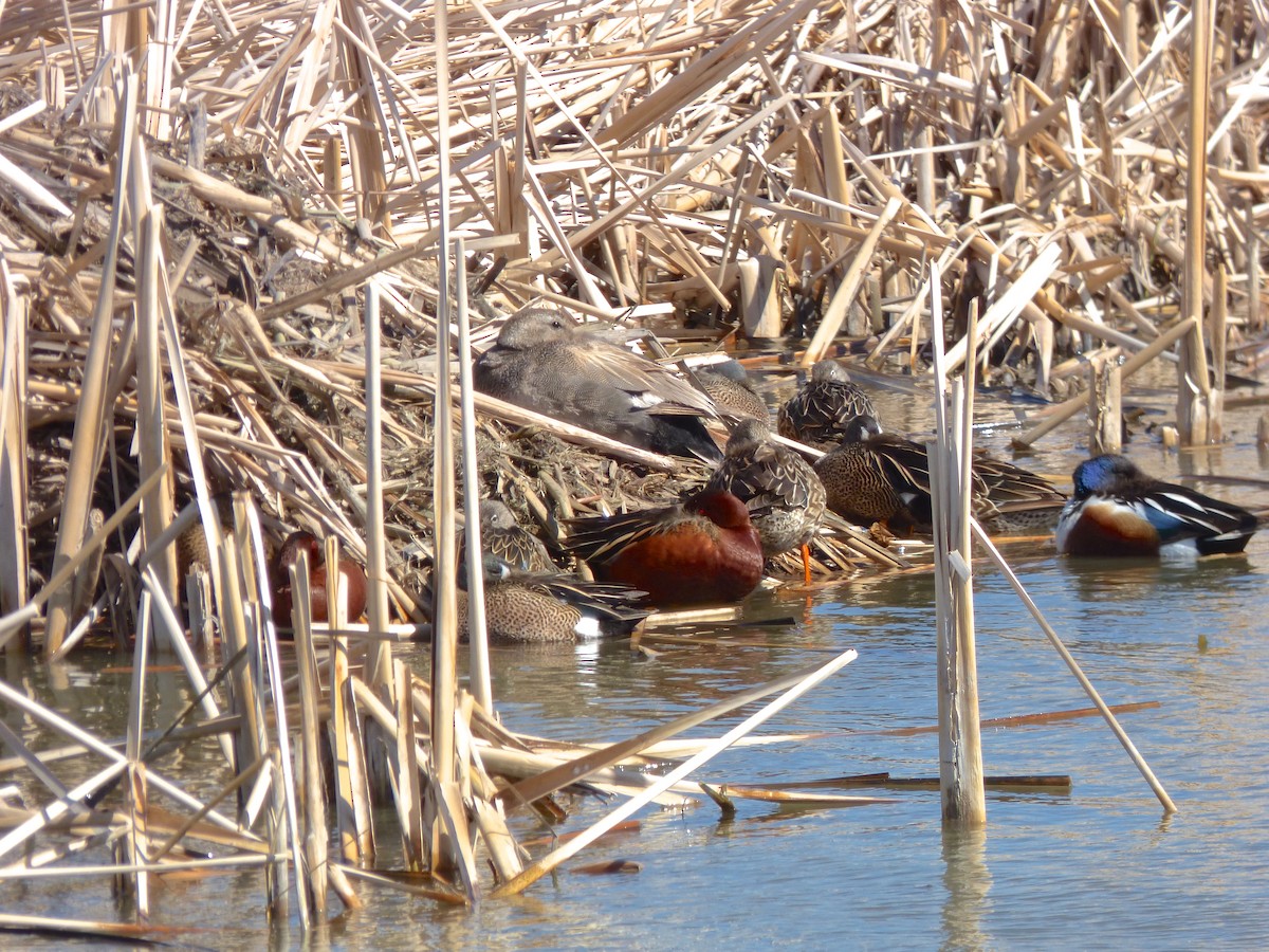 Gadwall - ML95604651
