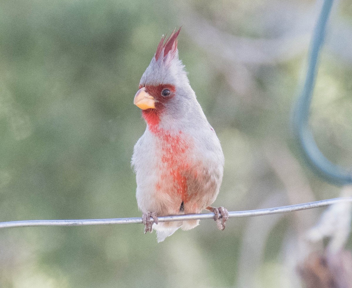 Pyrrhuloxia - ML95604681