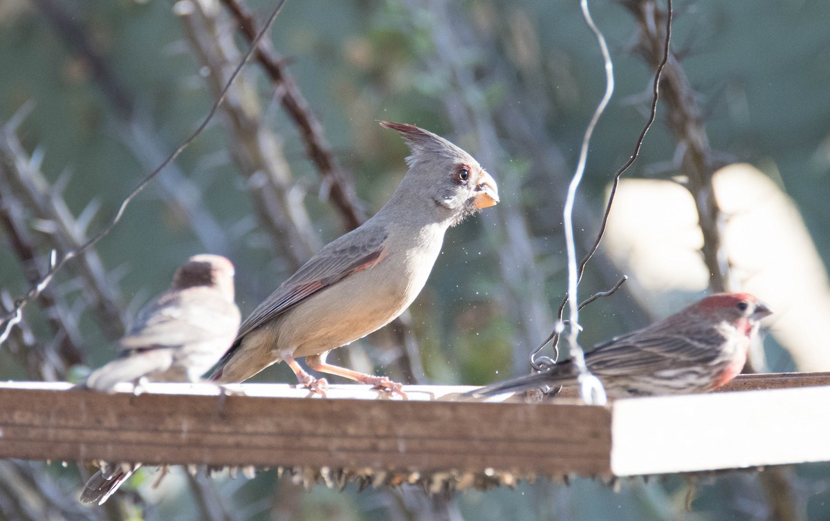 Cardinal pyrrhuloxia - ML95604691