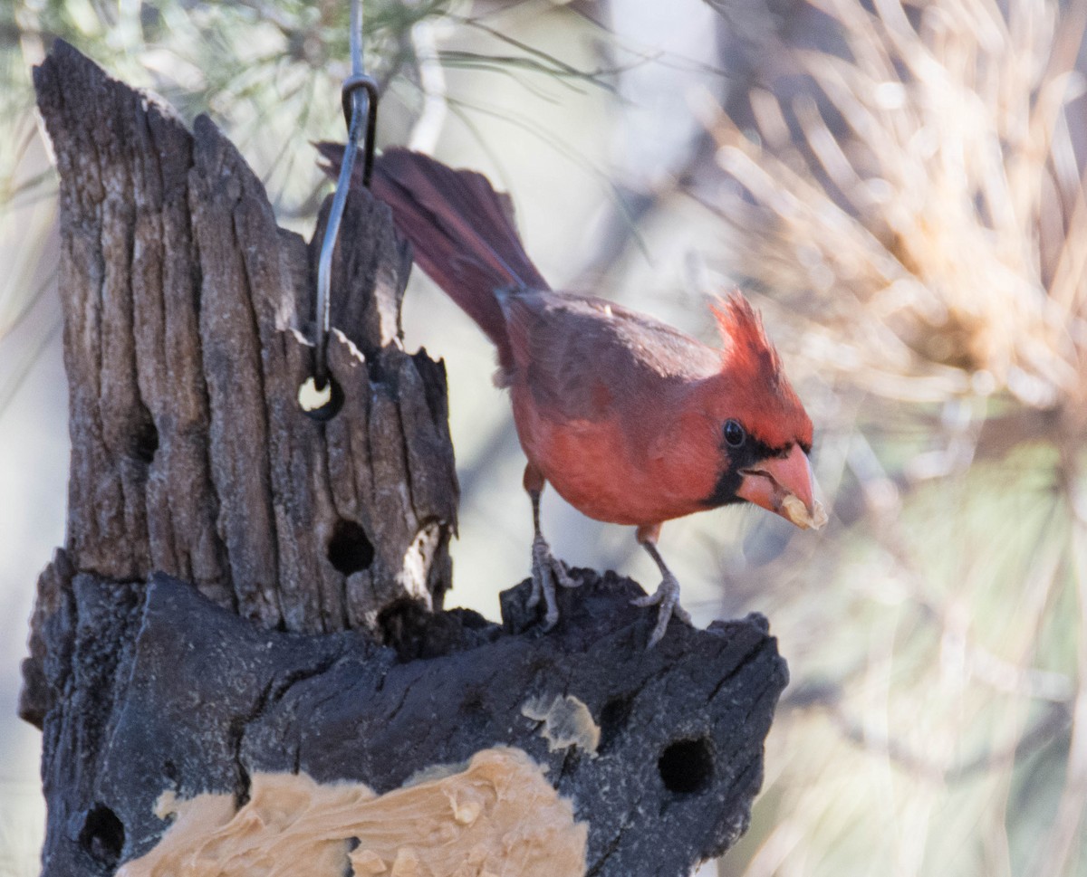 Cardinal rouge - ML95604721