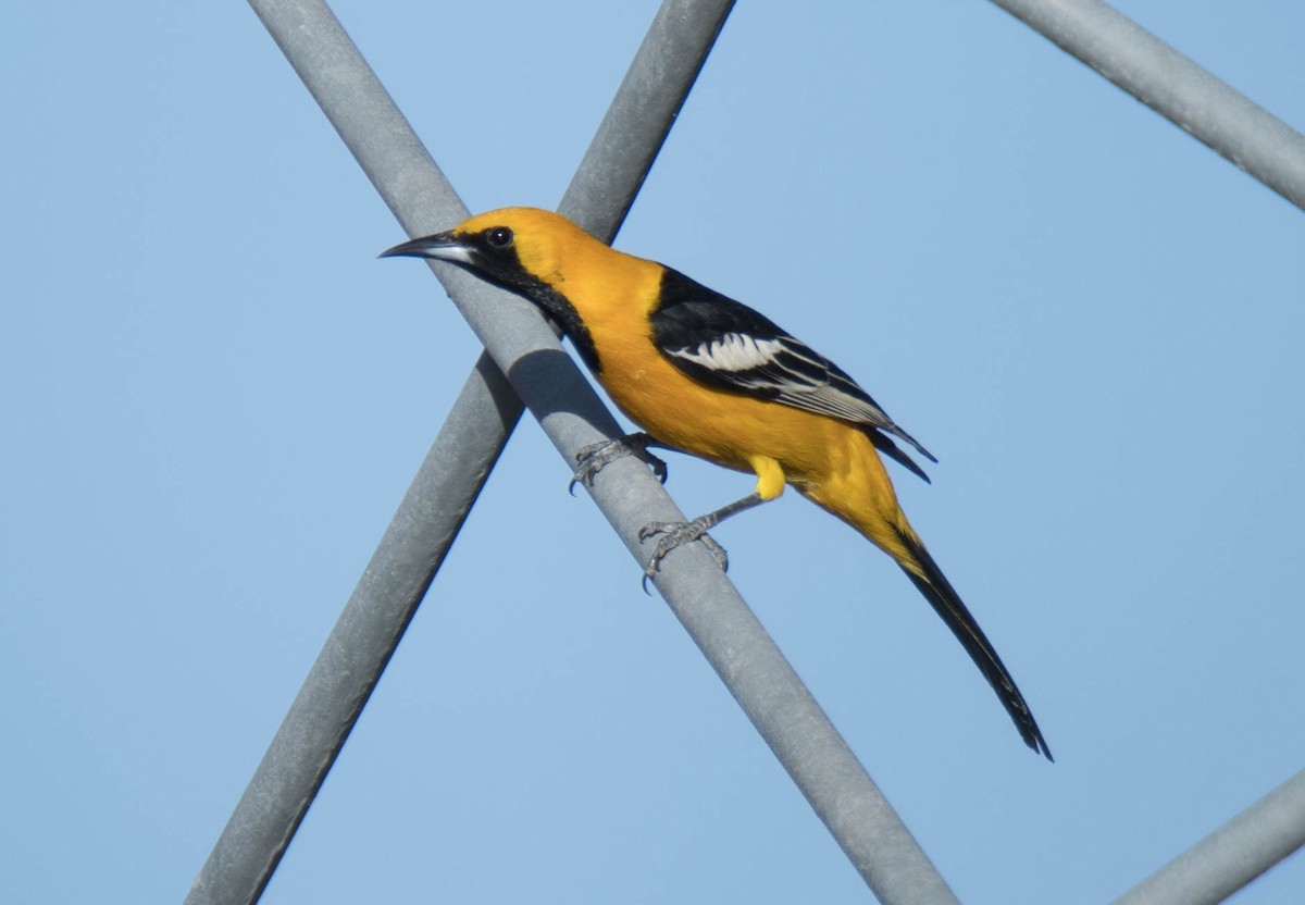 Hooded Oriole - ML95604811