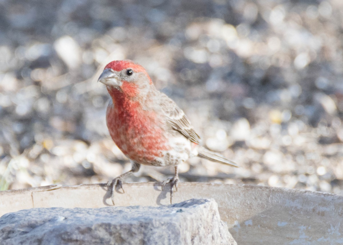 House Finch - ML95604851