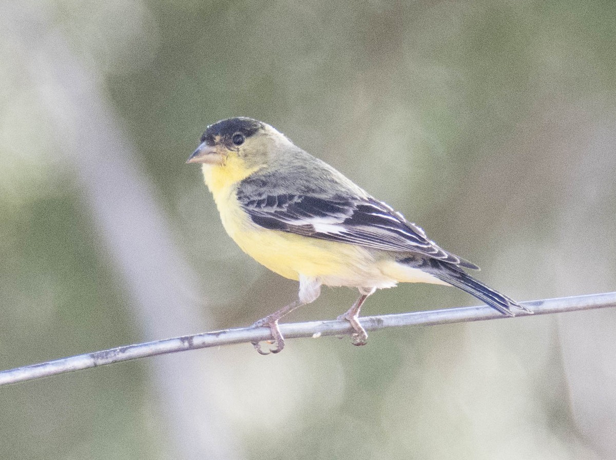 Lesser Goldfinch - ML95604921