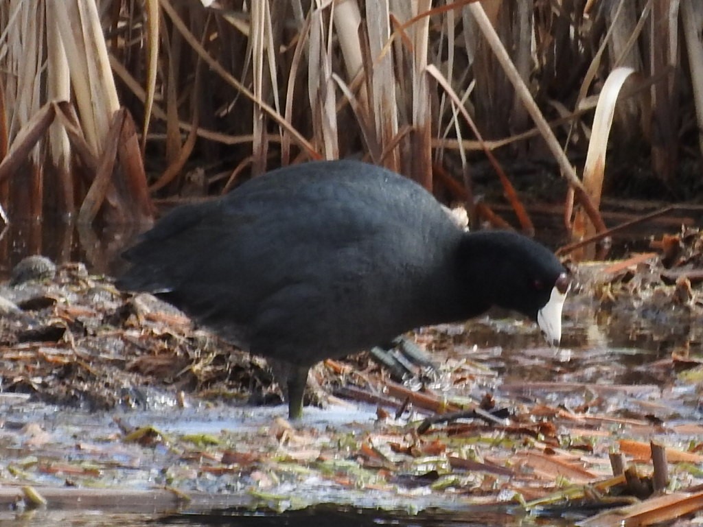 American Coot - ML95605501