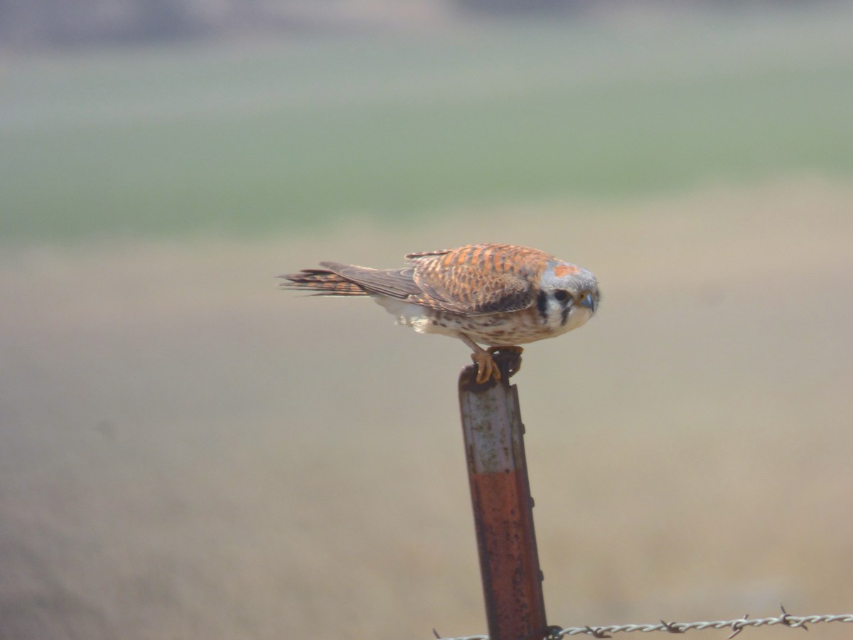 American Kestrel - ML95605971