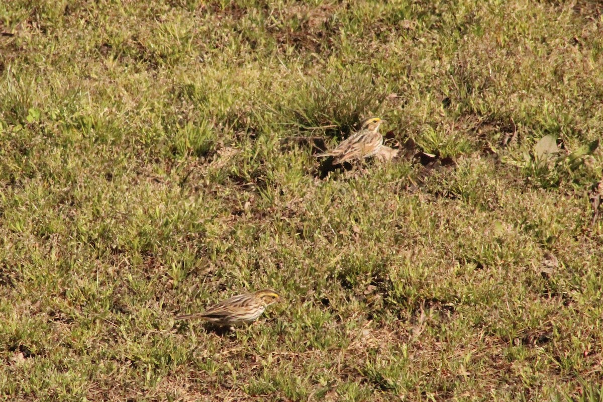 Savannah Sparrow - ML95607031