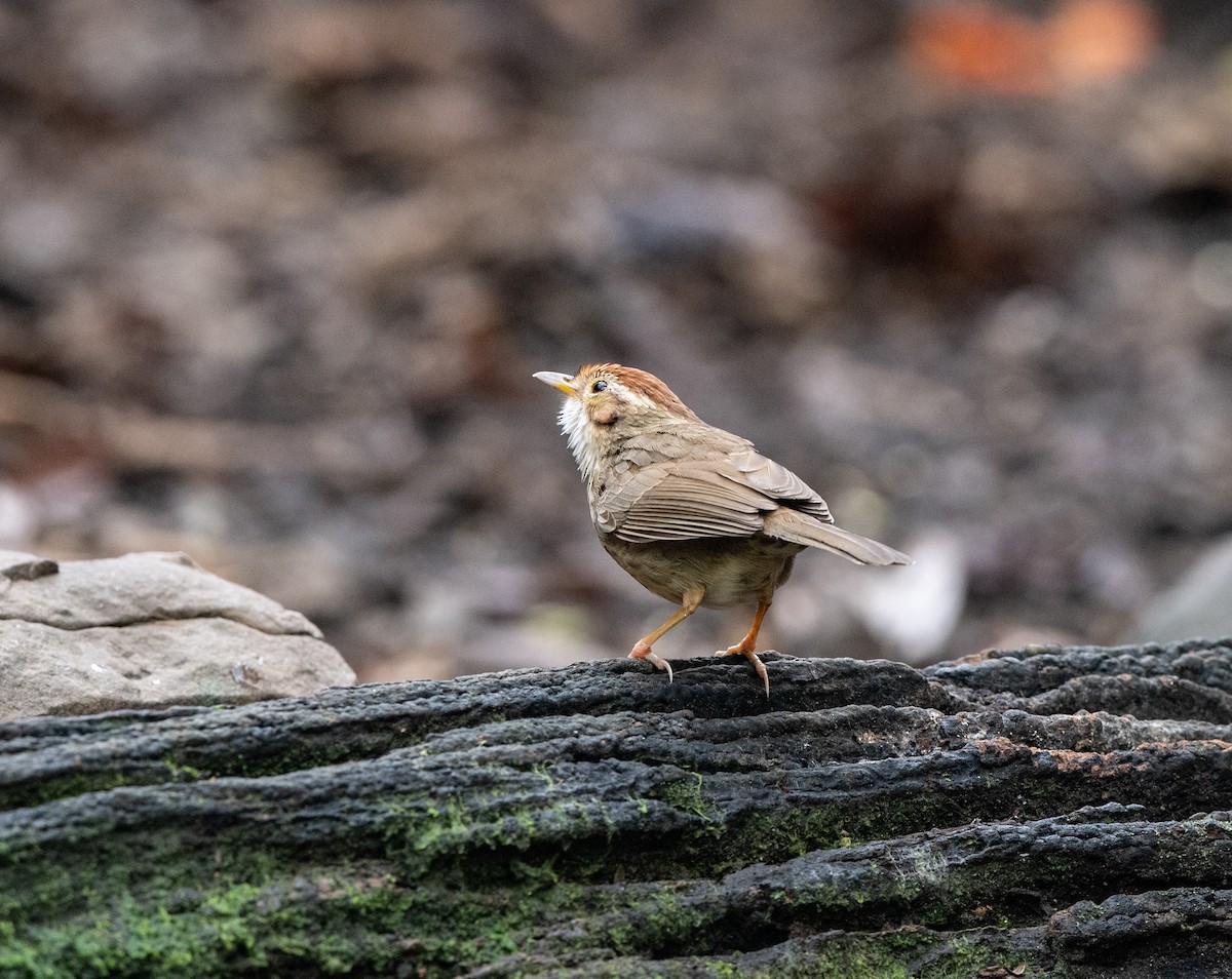 Puff-throated Babbler - ML95607521