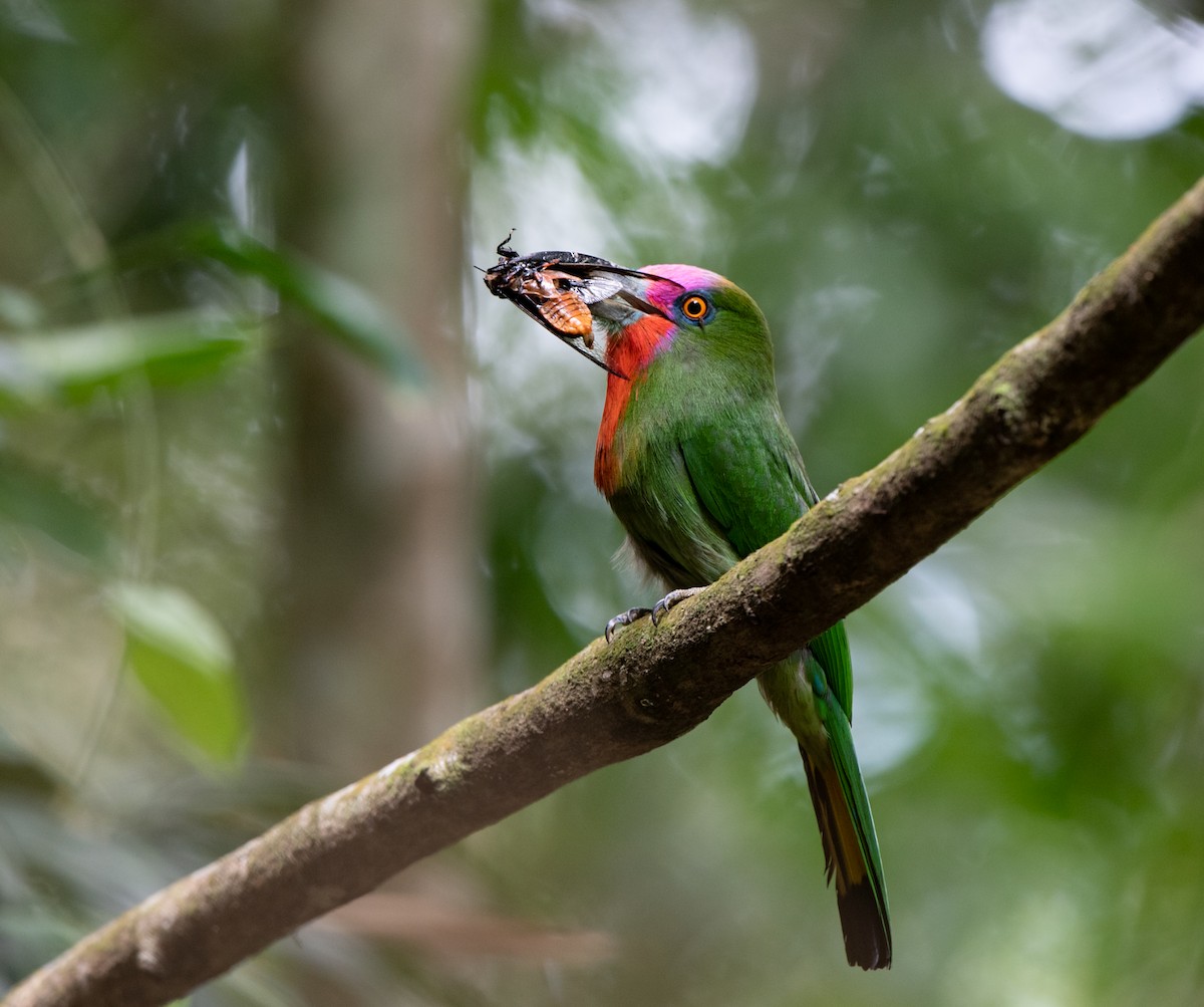 Red-bearded Bee-eater - ML95607761