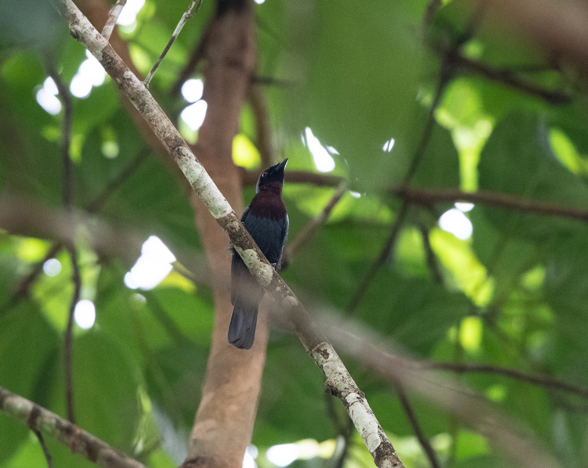 Maroon-breasted Philentoma - ML95607851