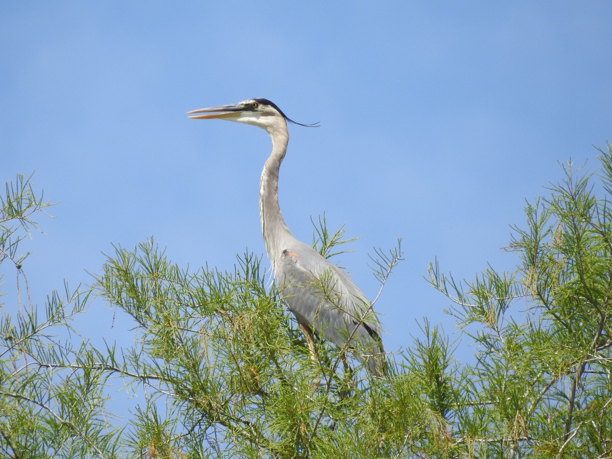 Great Blue Heron - ML95607881