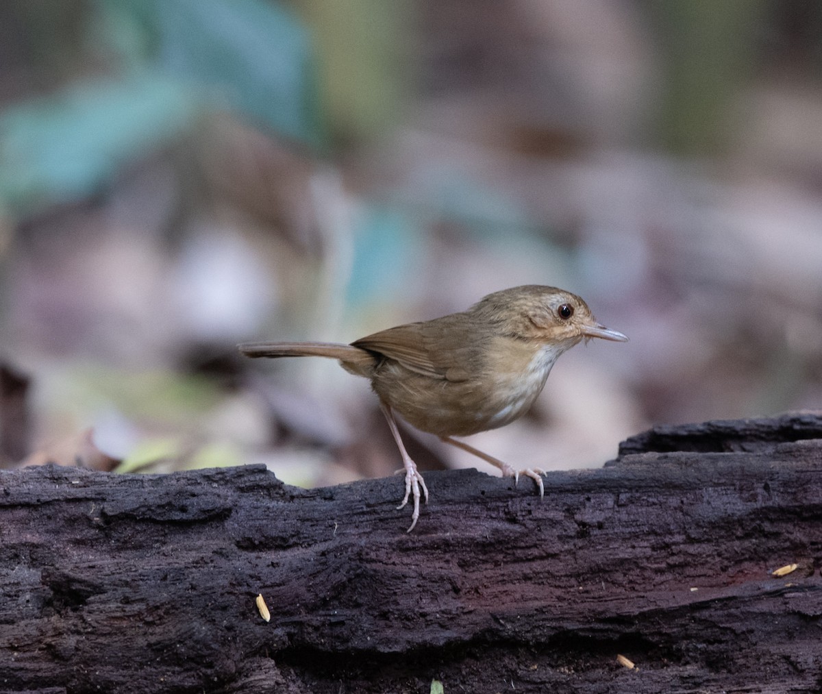 Buff-breasted Babbler - ML95607911