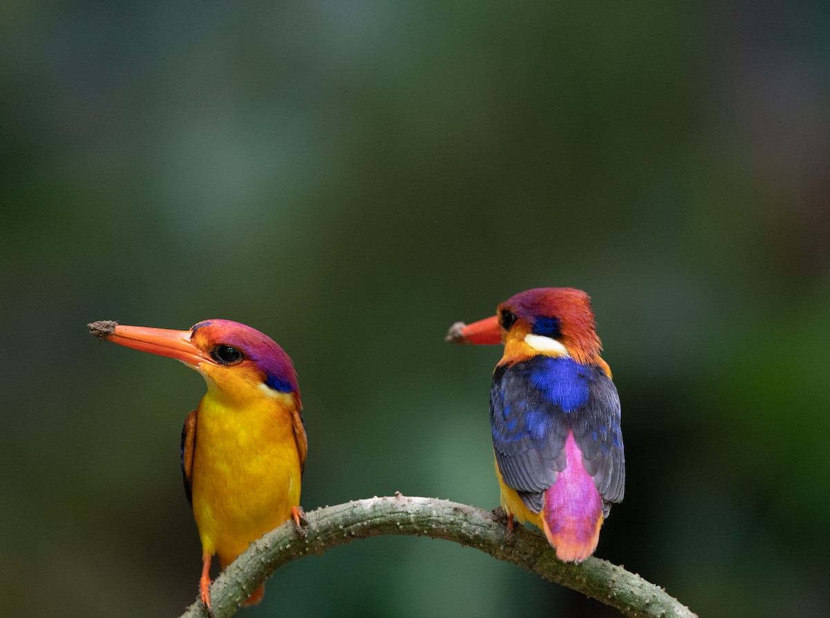 Black-backed Dwarf-Kingfisher - ML95609011