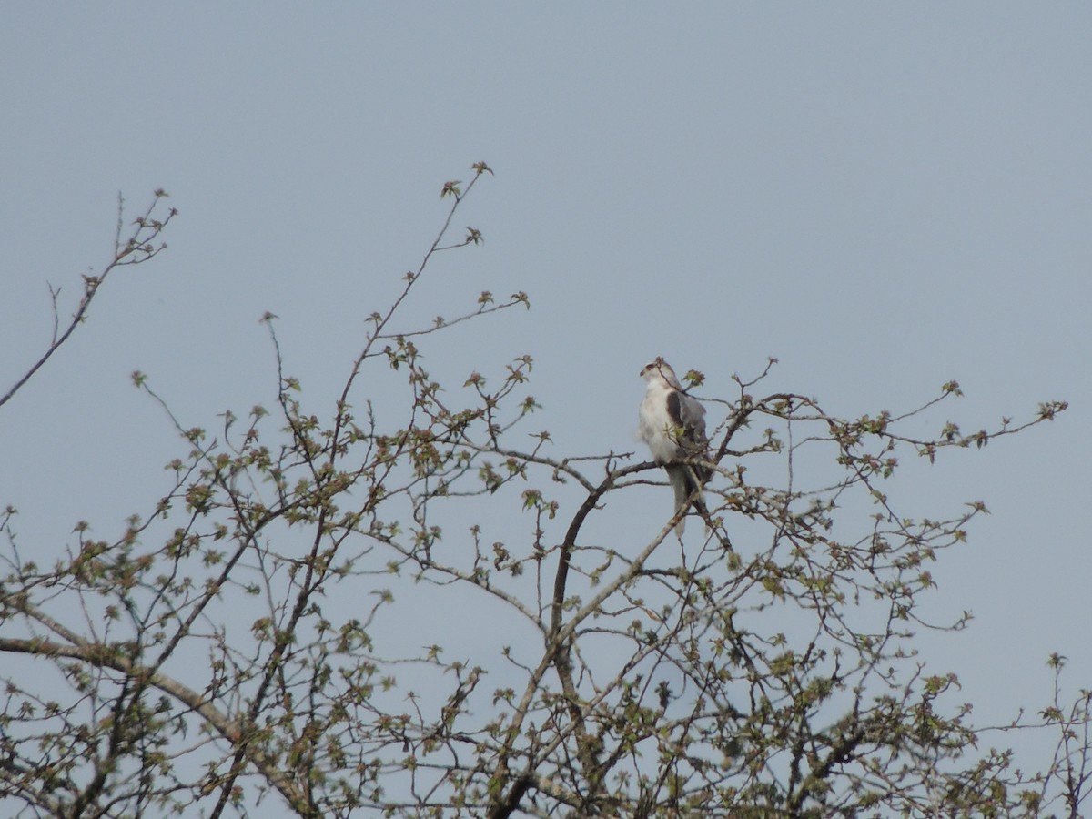 White-tailed Kite - ML95609321